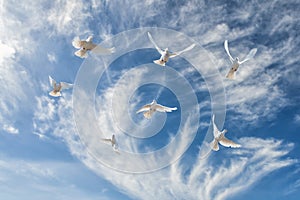 Composition of beautiful white doves in a blue sky