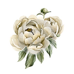 Composition of beige peony flowers, buds and green leaves. Floral watercolor illustration hand painted isolated on white