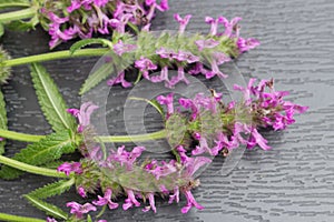 Composition of Betonica officinalis, common names betony, purple betony, isolated on wooden background. Top view