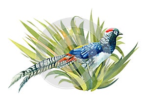 composition with a bird, a pheasant in the grass on a white background, watercolor illustration, colorful bird