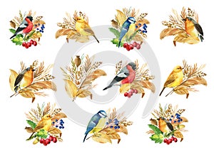 Composition with birds bullfinches, titmice, canaries, robin. Autumn leaves and herbs. isolated background, watercolor