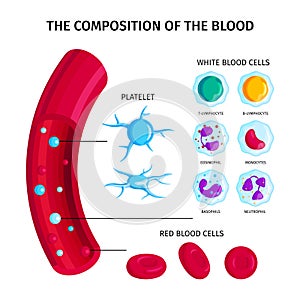 Composition Of Blood Infographics