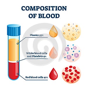 Composition of blood vector illustration. Labeled anatomical structure scheme photo