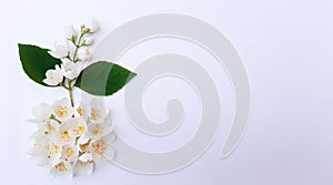 Composition of blooming flowers on a white background. Jasmine branch growing out of the circle of jasmine buds. Summer concept