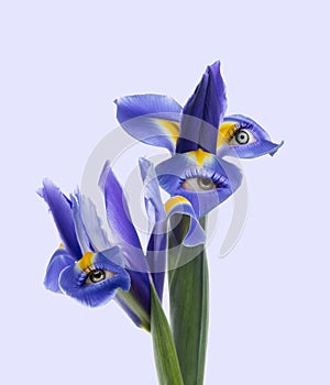 Composition with blueflag flower with human eyes inside it on light background. Modern design. Contemporary art photo
