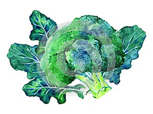 Composition with broccoli cabbage and leaves. hand drawn watercolor illustration