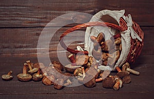 Composition in brown colors with a basket with wild mushrooms Xerocomus on the dark rustic wooden table. Seasonal harvesting in