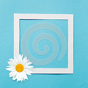 Composition camomile in a frame on a blue background. Creative design.
