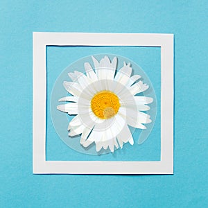 Composition camomile in a frame on a blue background. Creative design.