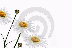Composition of chamomile flowers isolated on white background