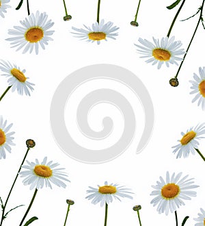 Composition of chamomile flowers isolated on white background