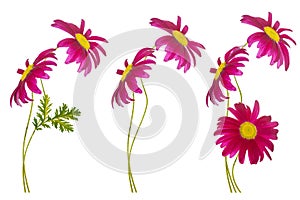 Composition of chamomile flowers isolated on white background