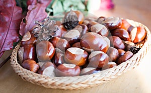 A composition of chestnuts and cone and leaves
