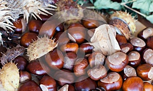 A composition of chestnuts and cone and leaves