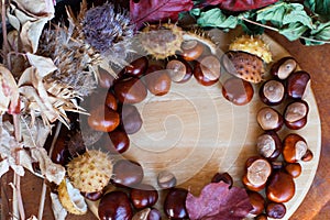 A composition of chestnuts and cone and leaves