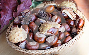 A composition of chestnuts and cone and leaves