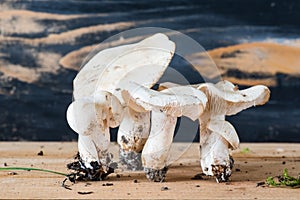 Composition with Clitocybe robusta on wooden background photo