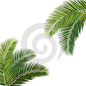 Composition of coconut leaf