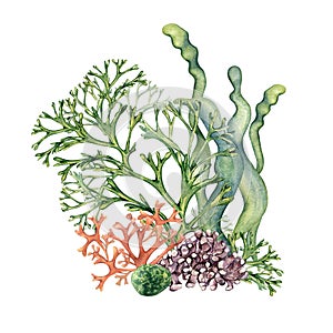 Composition of colorful sea plants watercolor illustration isolated on white.