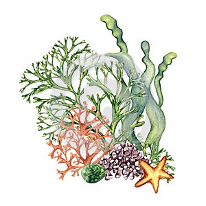 Composition of colorful sea plants watercolor illustration isolated on white.