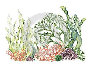 Composition of colorful sea plants watercolor illustration isolated on white.