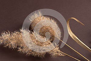 Composition of common reed spikelets on a  background. Dry grass as decorative element