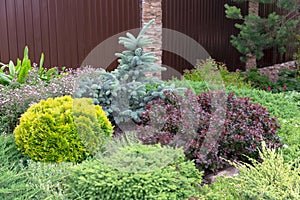 Composition of coniferous and decorative plants.Concept of selectionYellow globular thuja, burgundy pygmy barberry and blue spruce photo