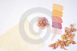 Composition of the creative palette: flower samples and a dry natural plant. Composition for your design.