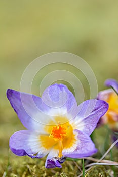 A composition of crocus, plural crocuses or croci