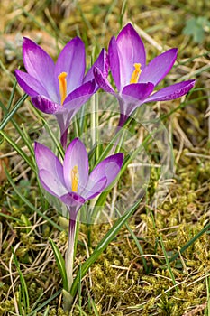 A composition of crocus, plural crocuses or croci