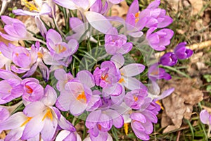 A composition of crocus, plural crocuses or croci