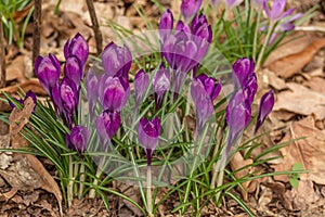 A composition of crocus, plural crocuses or croci