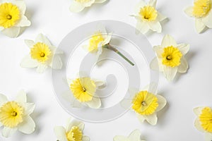 Composition with daffodils on white background. Fresh spring flowers