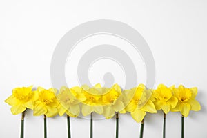 Composition with daffodils on white background, top view.