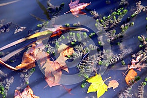 Composition of different autumn leaves and green ferns in the water among filiform shadows
