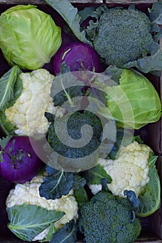 Composition from different varieties of cabbage on wooden background. Cauliflower, kohlrabi, broccoli, white head cabbage. Organic