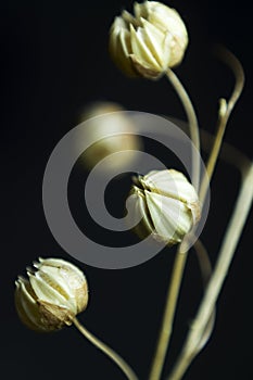 Composition of dried flowers on a dark background with the use of macro photography