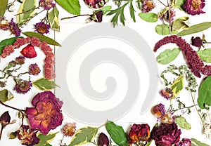 Composition of dried flowers, pink, red roses and green leaves