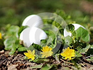 Composition of Easter eggs and Sunny flowers in the grass in spring.