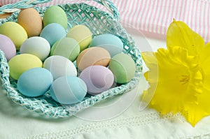 Composition for Easter holidays:  basket with colored chocolate eggs, on the right of spring flowers