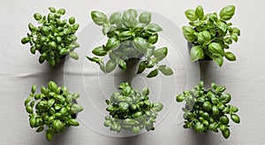 Composition emphasizes freshness and simplicity ideal for a kitchen or