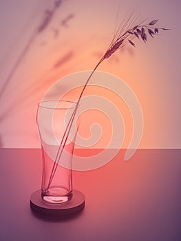 Composition with an empty beer glass with ears of rye and wheat with shadows