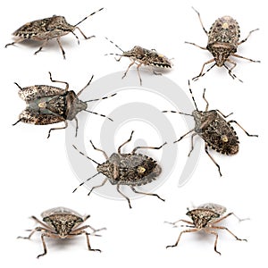 Composition of European stink bugs, Rhaphigaster