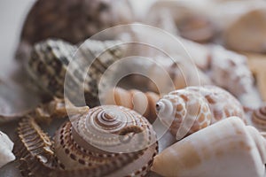 Composition of exotic sea shells on white background. Close up view of different seashells piled together as texture and backgroun