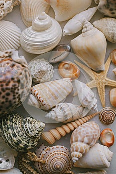 Composition of exotic sea shells on white background. Close up view of different seashells piled together as texture and backgroun