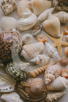 Composition of exotic sea shells on white background. Close up view of different seashells piled together as texture and backgroun