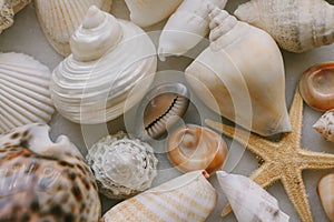 Composition of exotic sea shells on white background. Close up view of different seashells piled together as texture and backgroun
