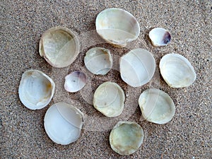 Composition of exotic sea shells on a white sand background