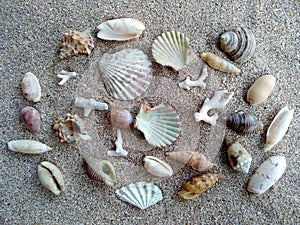 Composition of exotic sea shells on a white sand background