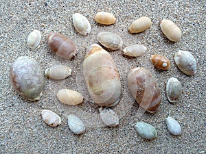 Composition of exotic sea shells on a white sand background